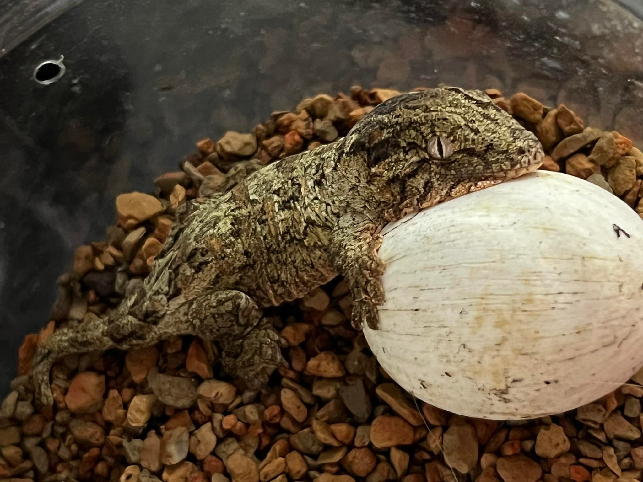 Illustration of Reptile Newly Hatched Reptile Shedding Quickly
