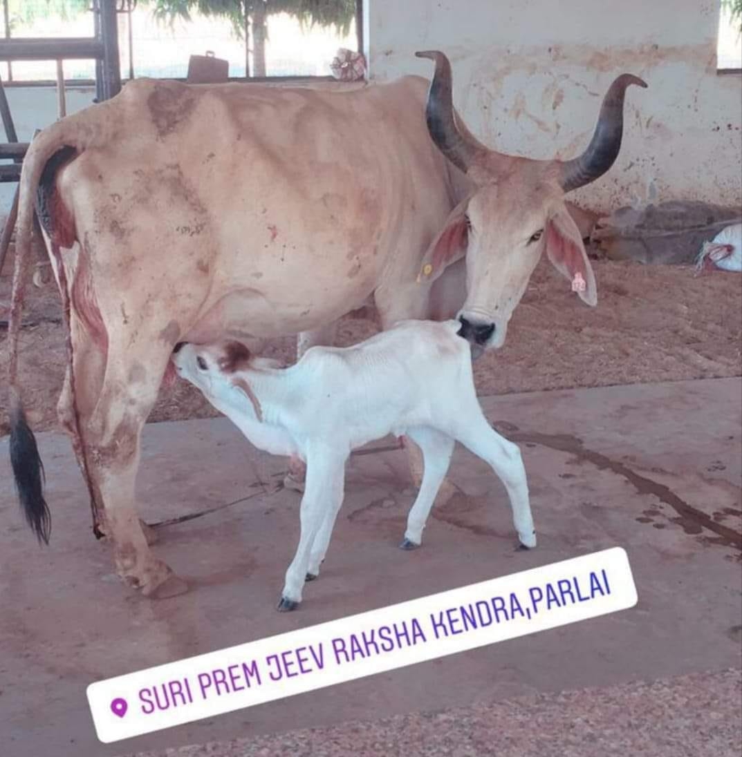 Suri Prem... - Suri Prem Jiv Raksha Kendra Sansthan,Parlai