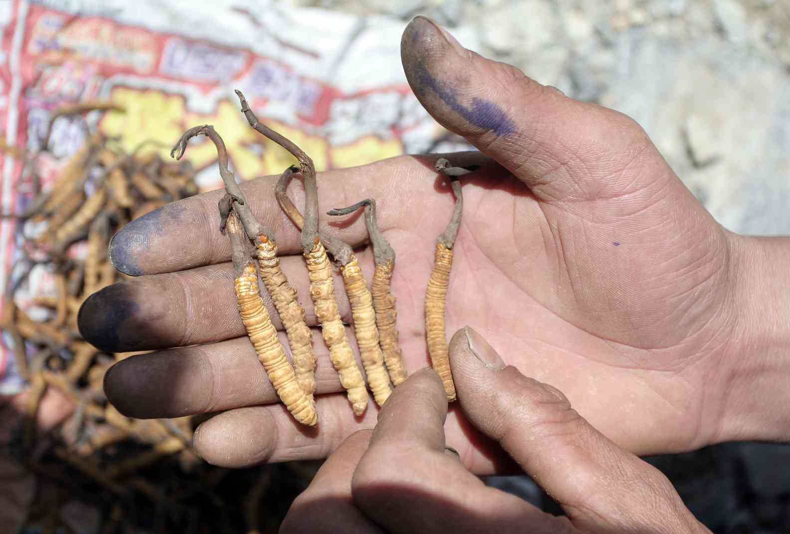 Scroll - The world’s most expensive fungus is sparking a...