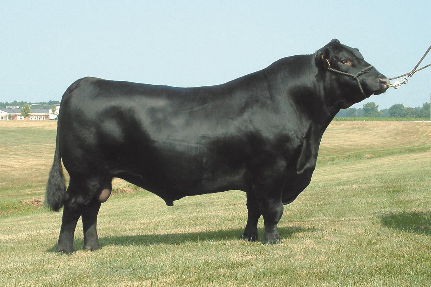 Gardiner - GAR Predestined, a legendary Angus sire, is coming home. He ...