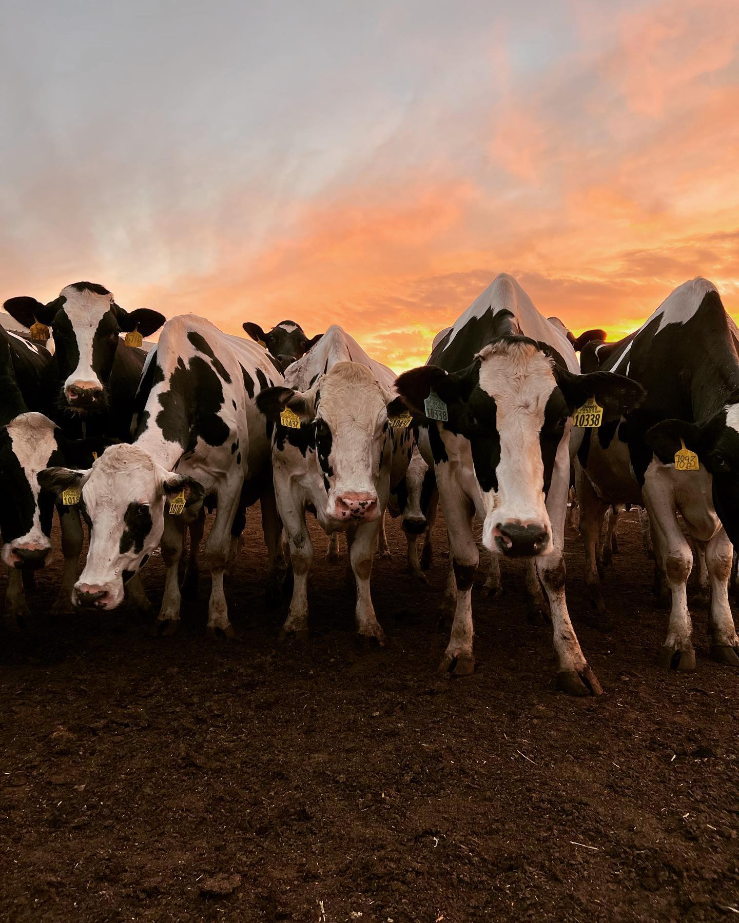 Last day of October! 🎃 🍁 ☀️ Cows are... - BWC Weststeyn Dairy