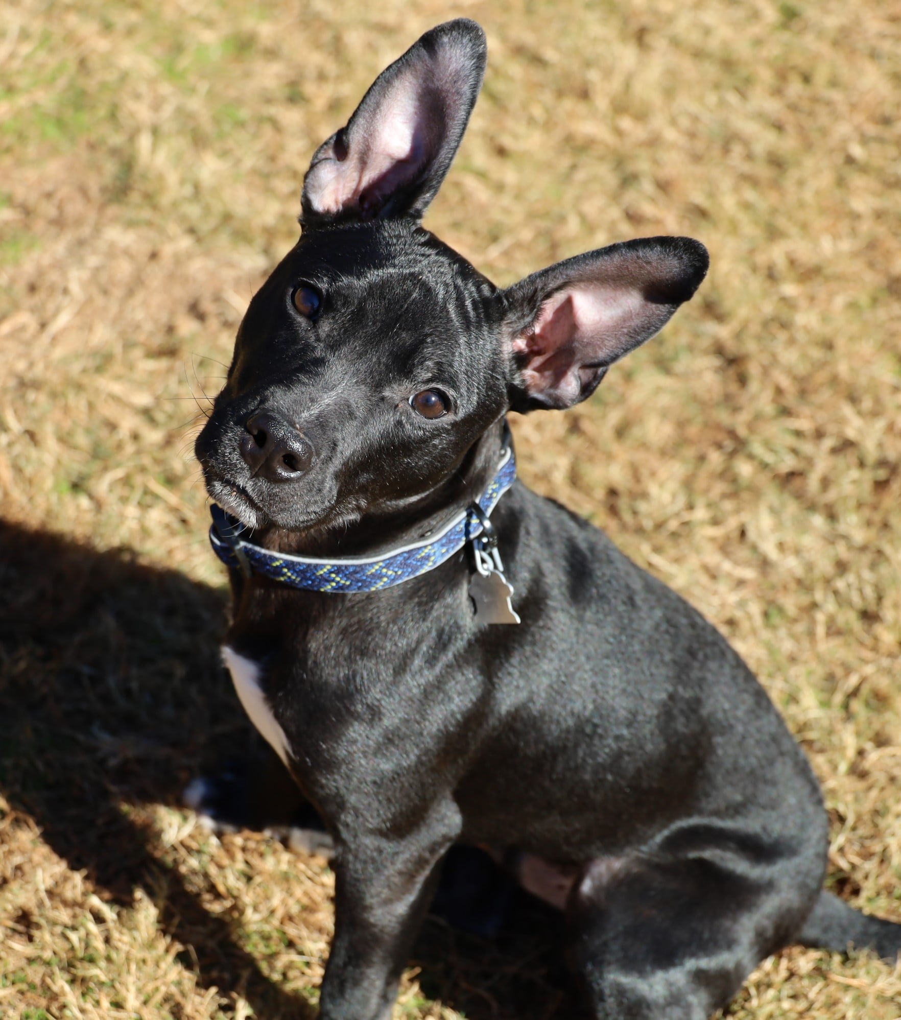 Athenspets - Woody 56368 6 months Male Available now! Woody is at