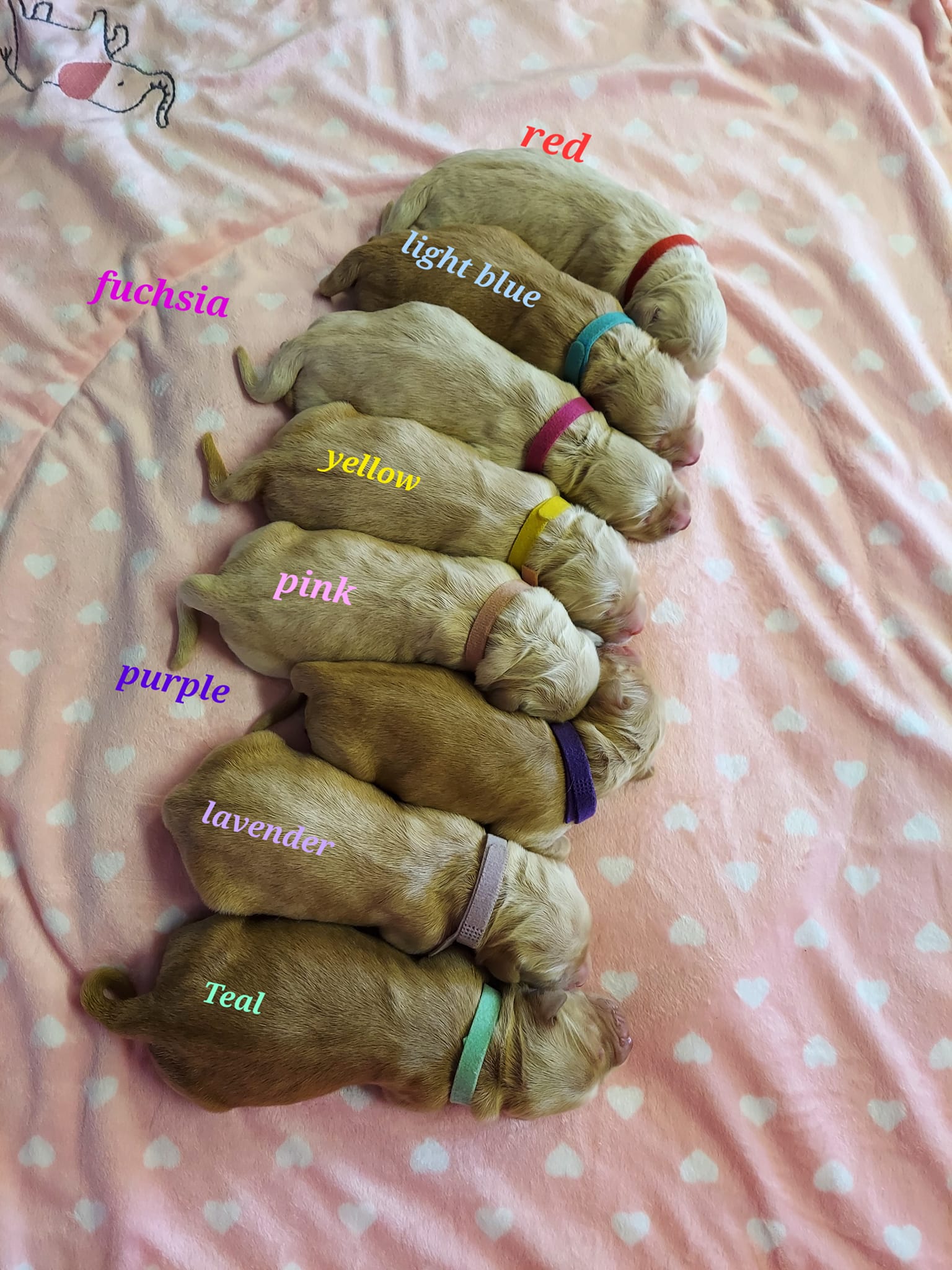 THE PUPPIES ARE HERE 💙... - Rafter A Golden Retrievers