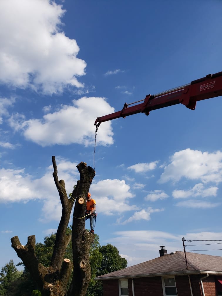 Patterson Tree Service Plus LLC