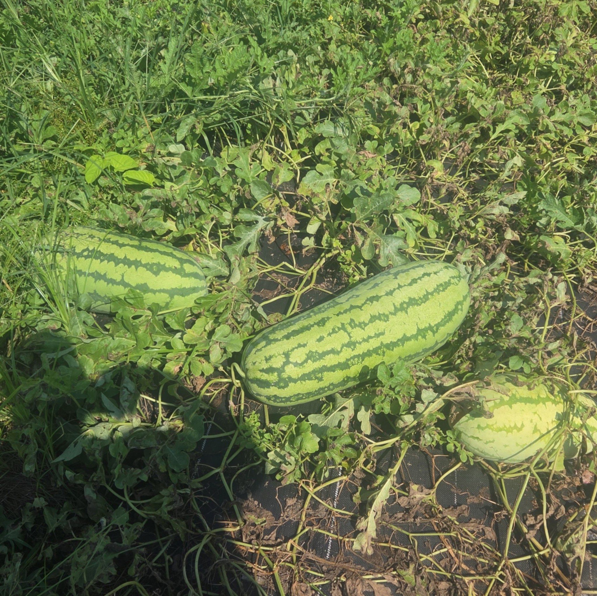 #yams #fypシ゚viralシ #koveredfarms | Hor-age Forman