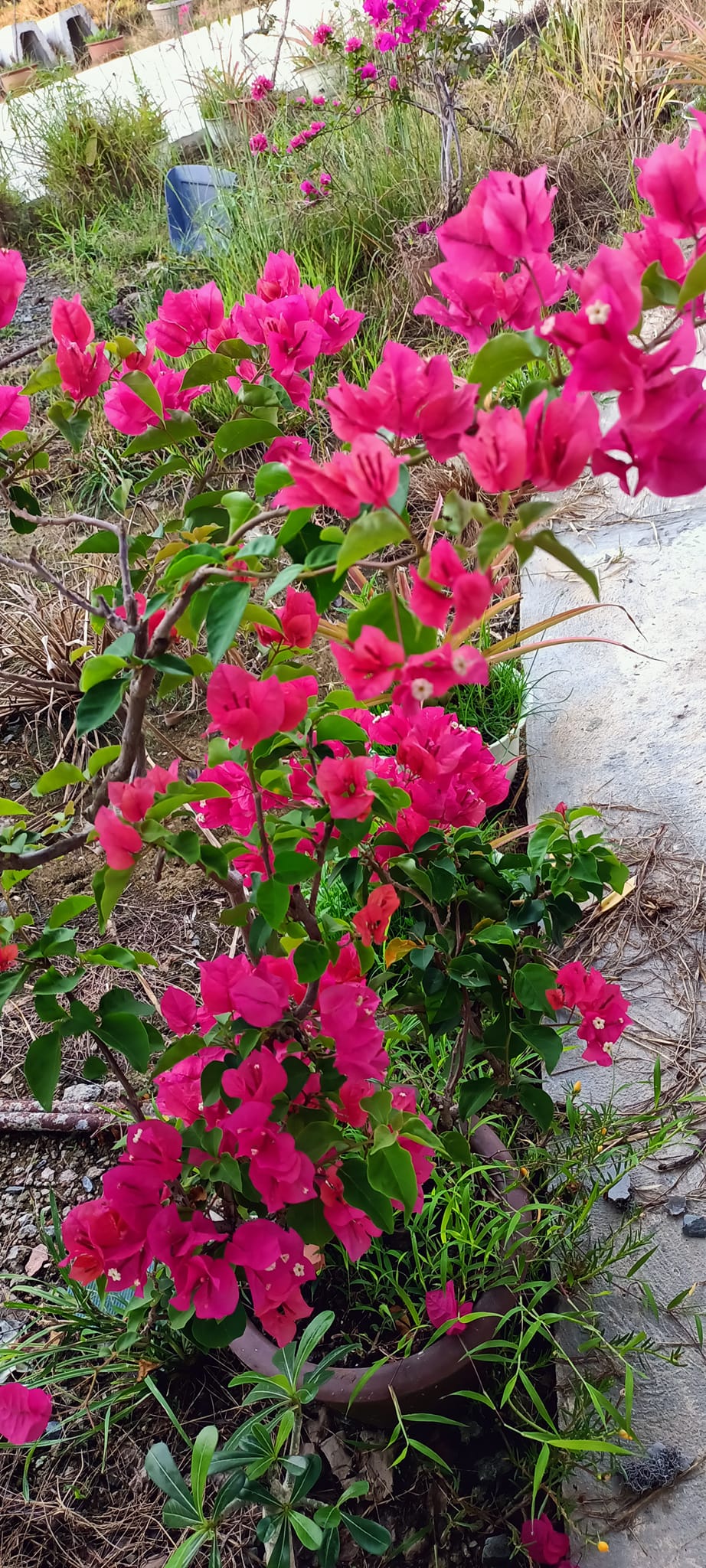 Tanjung Rhu Garden - Home