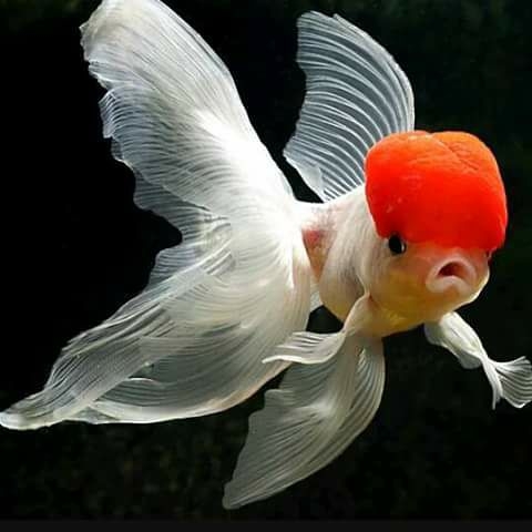 Shri Balaji Fish Aquarium... - Shri Balaji Fish Aquarium