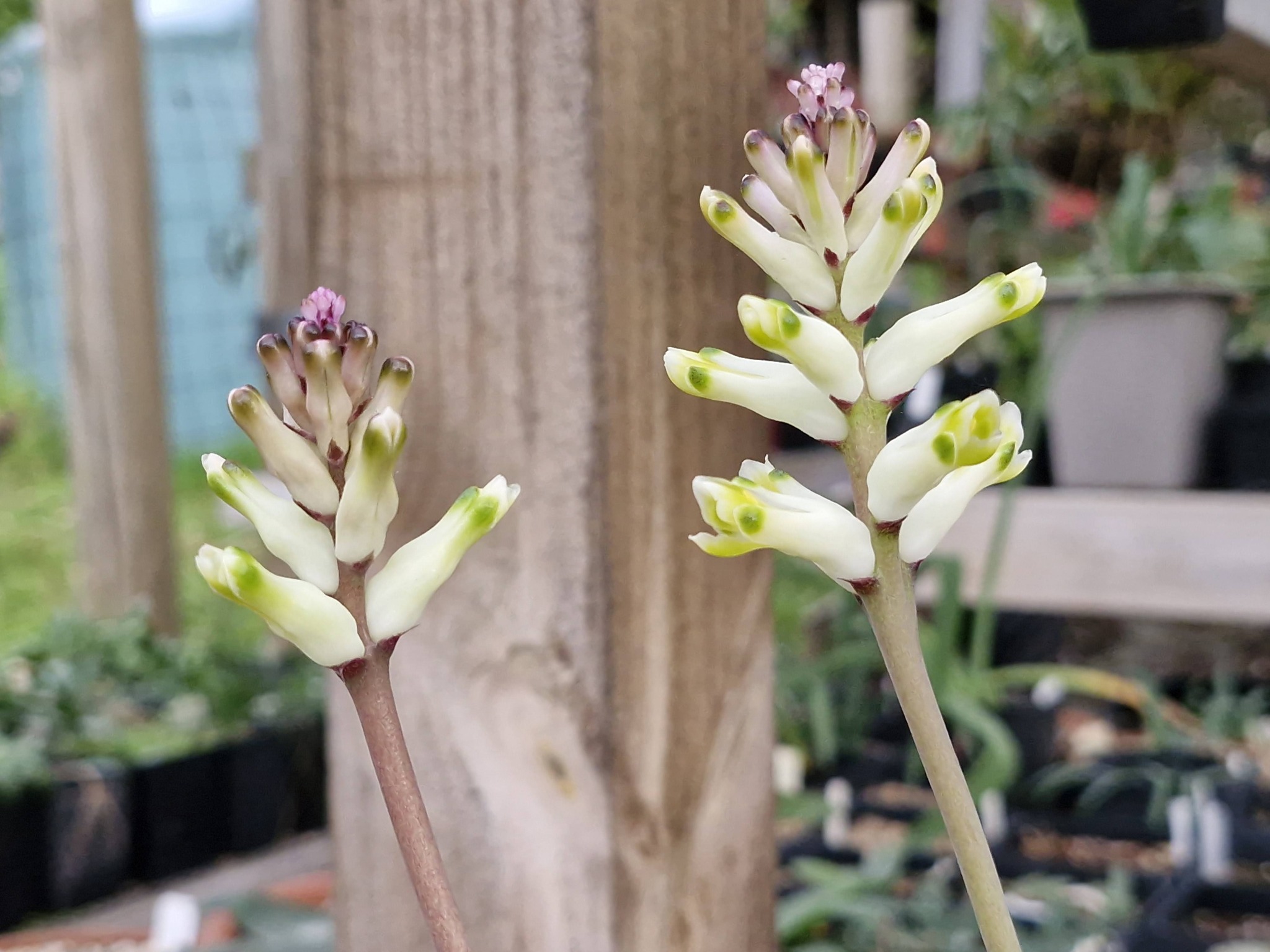 Ixia pumilio. Ixia pumilio