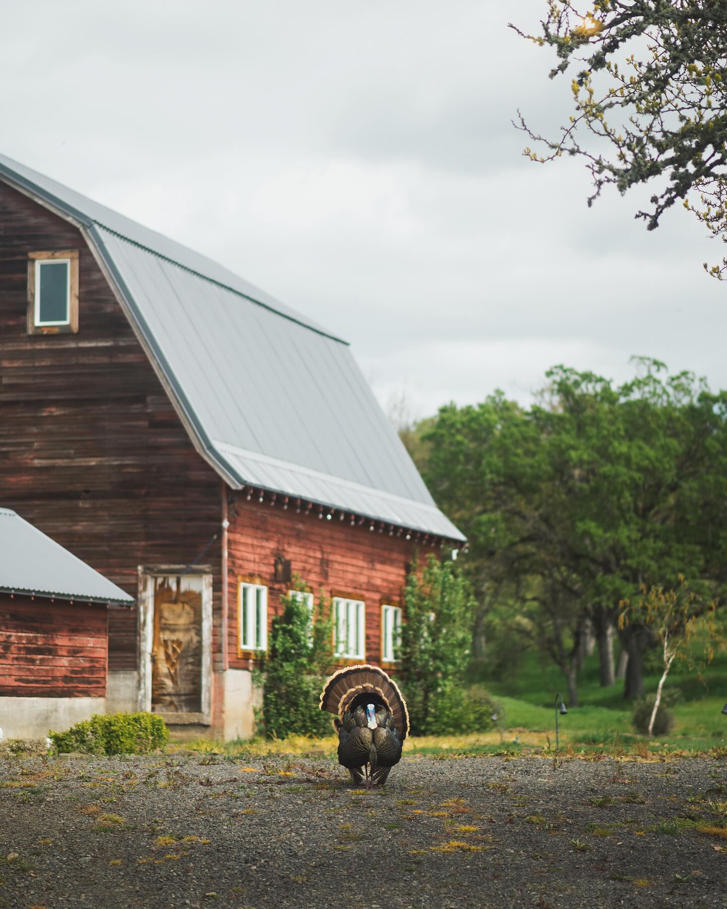 Table Rock Ranch & Vineyard | Central Point OR