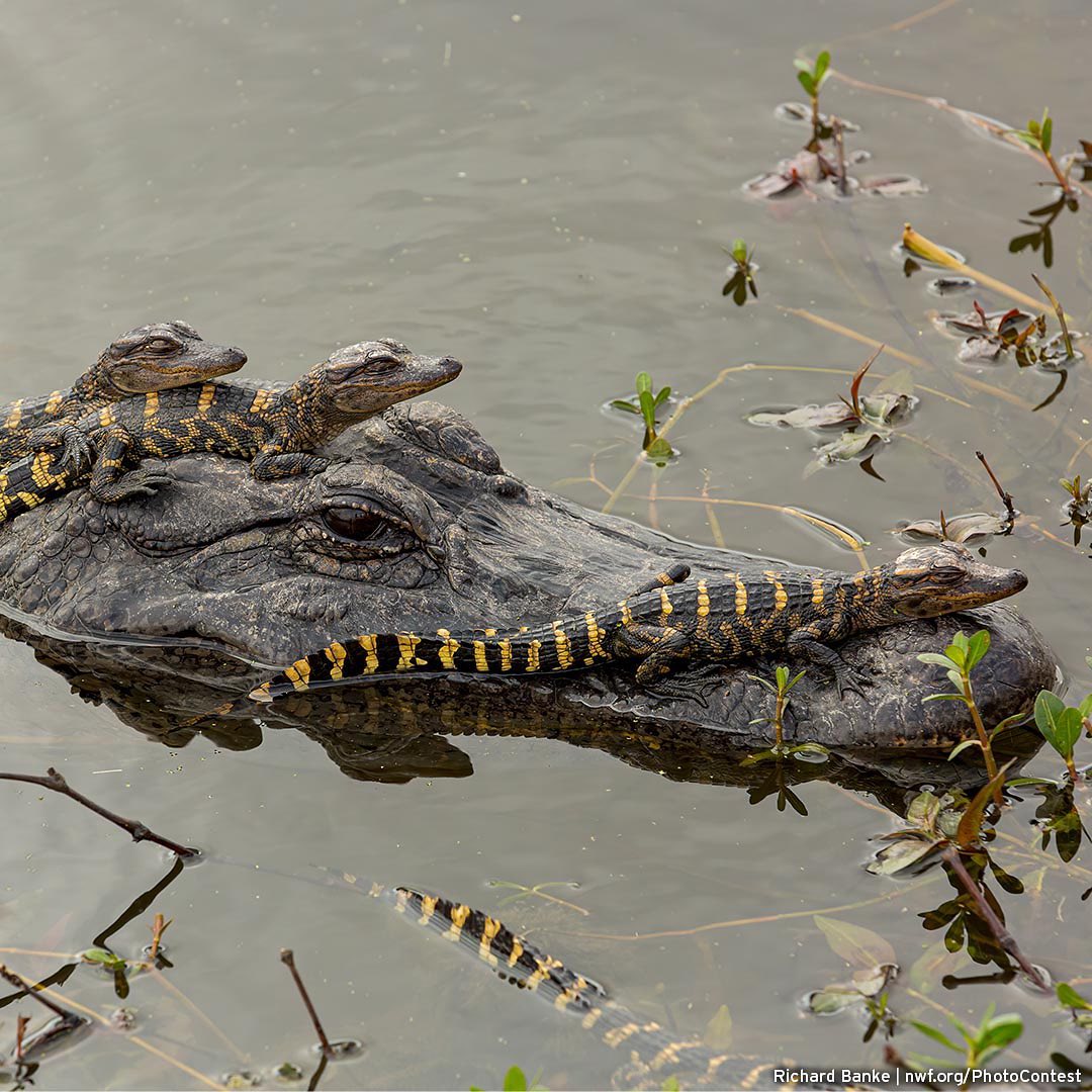 National Wildlife Magazine - Kiddie Carpool: A female alligator gives a ...