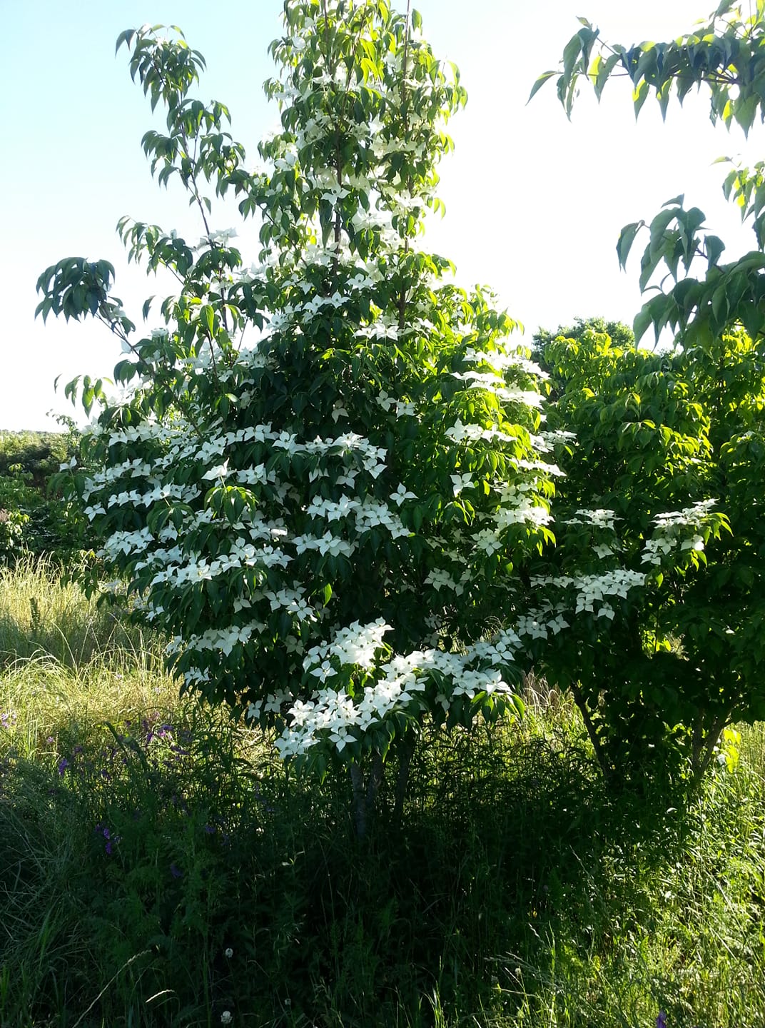 A-1 Tree Farm | McMinnville TN