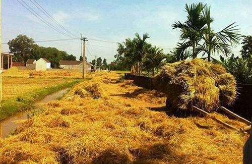 CÂY RƠM QUÊ MẠ Bài viết chung :... - Huế Mãi Còn Thương