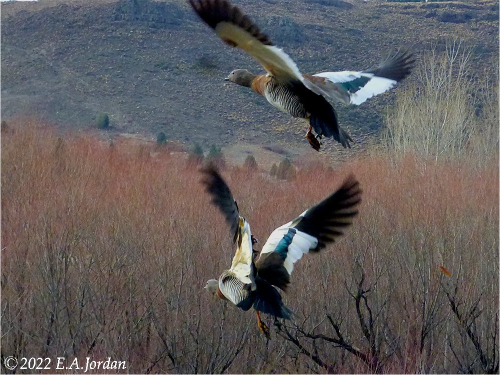 Mes oiseaux