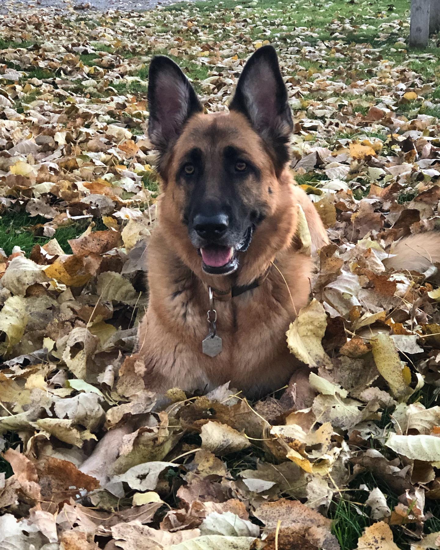 Roaming with Riley