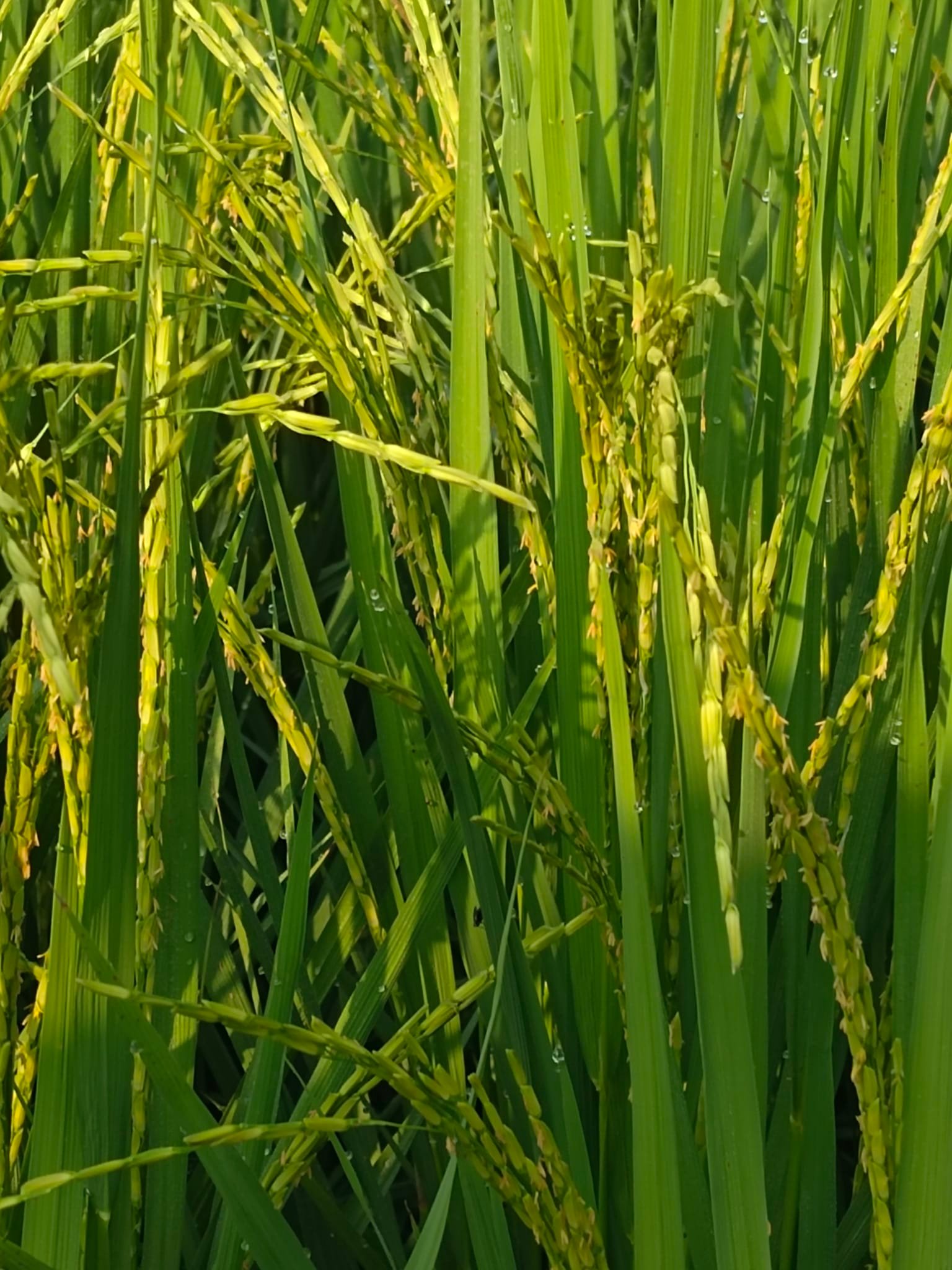 Meezan Rice Brokerage | Daska