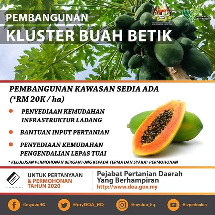 34 Gambar Lukisan Buah Betik Terbaik Lingkar Png