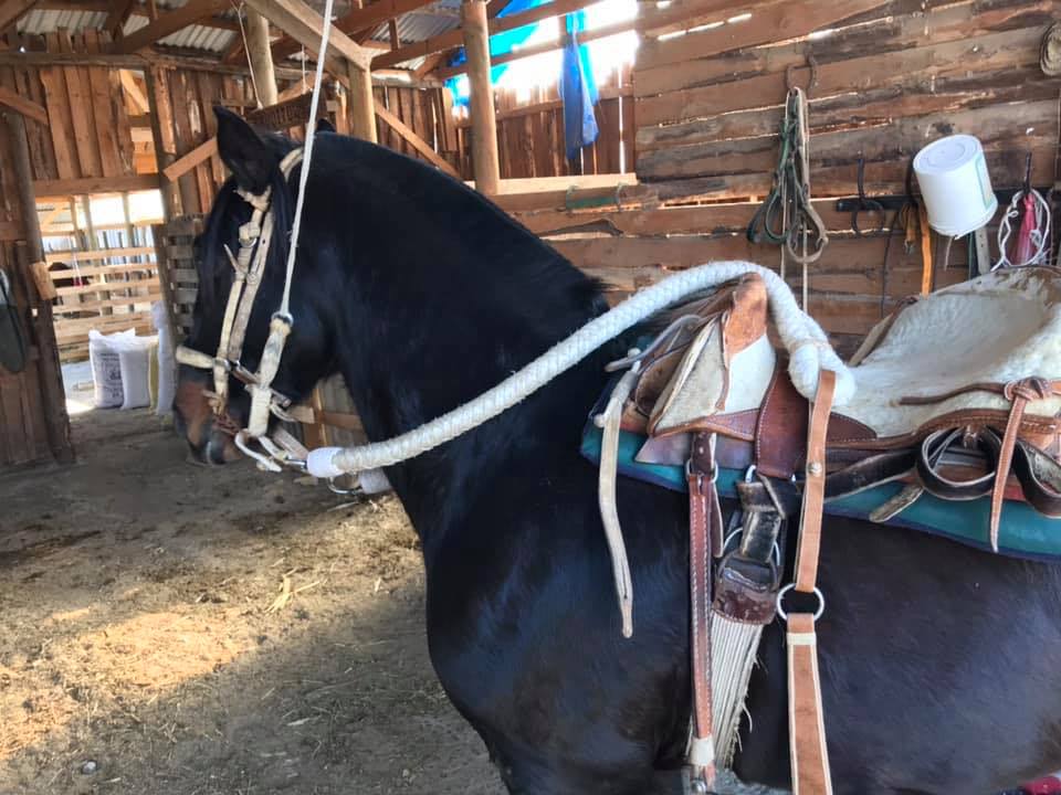 RODEO CHILENO en Paraguay... - RODEO CHILENO en Paraguay