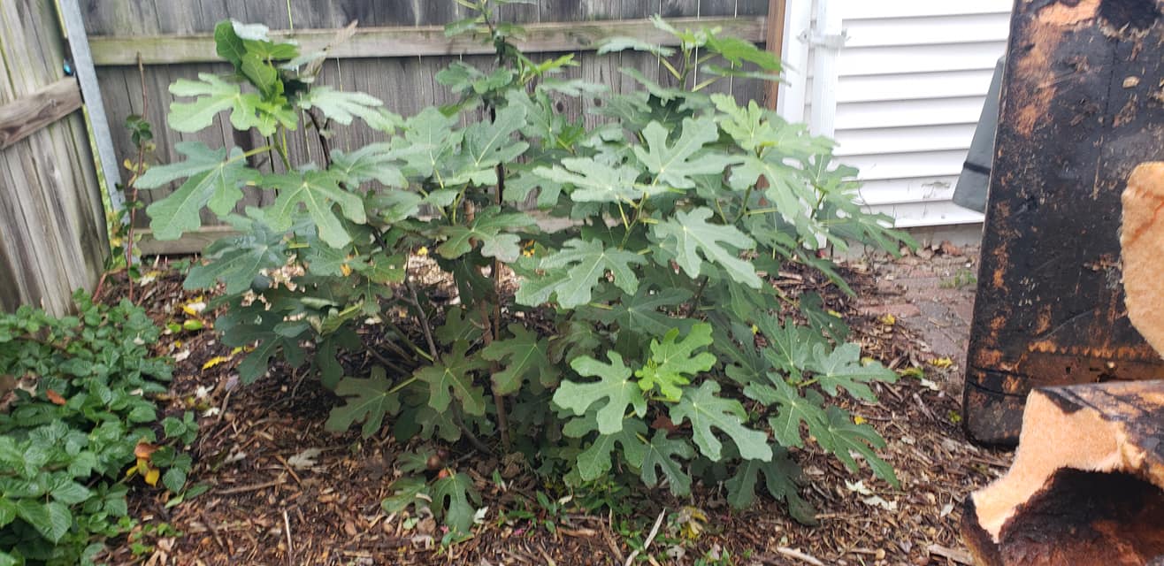 Friends of the Market Community Garden | Ferguson MO