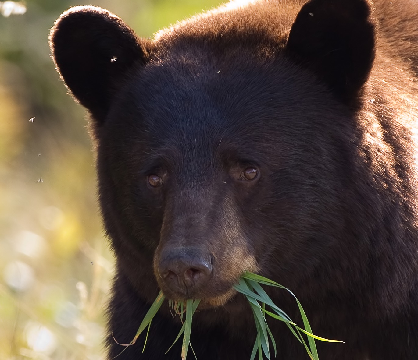 Vitesse De Course D Un Ours