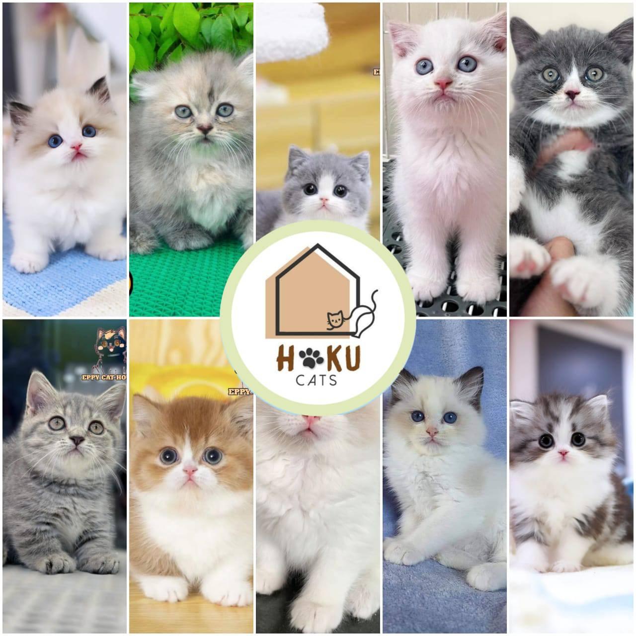 Hoku Cats