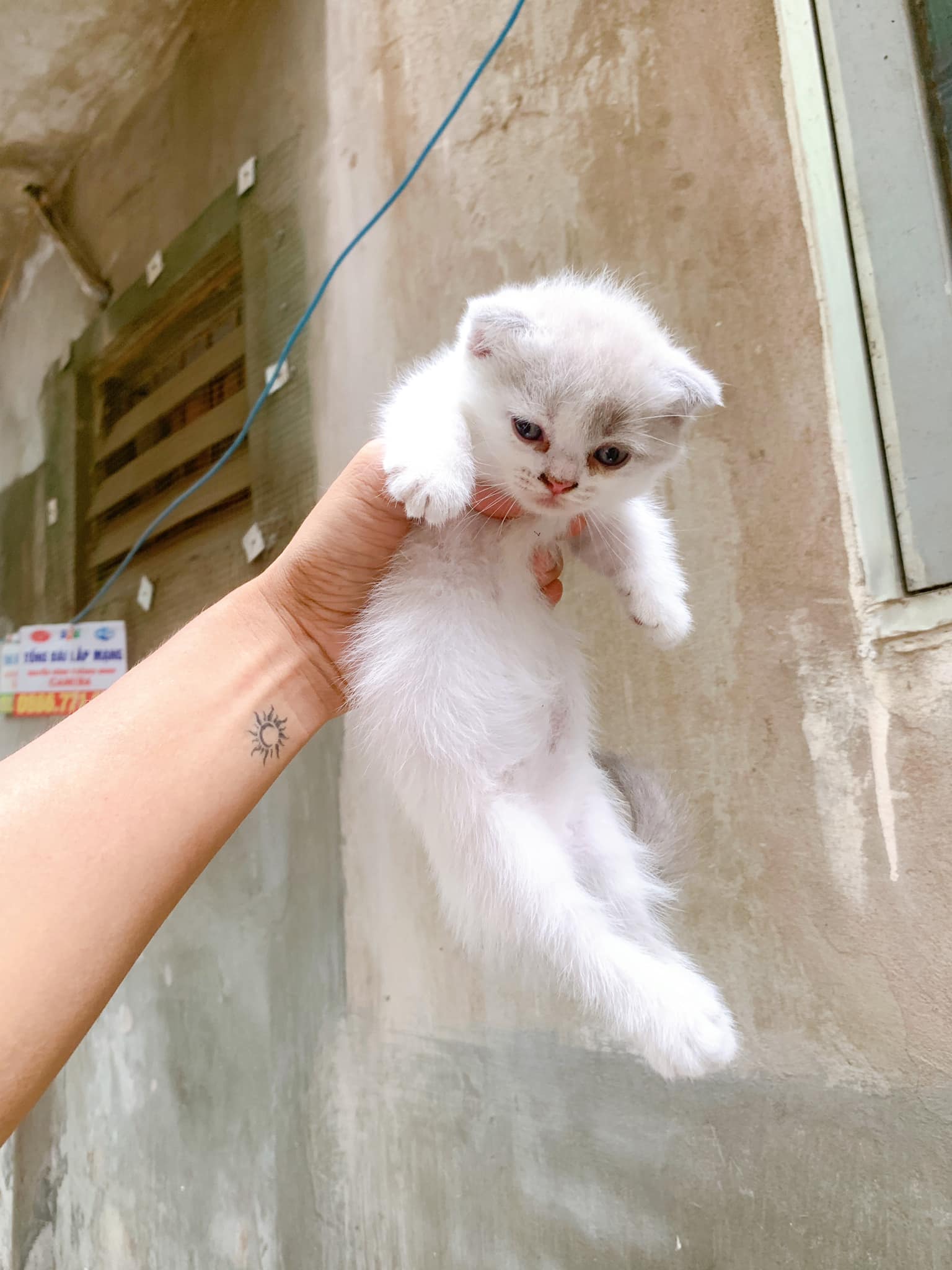 MiMi - Phối giống mèo anh lông ngắn Hoàng Mai | Hanoi
