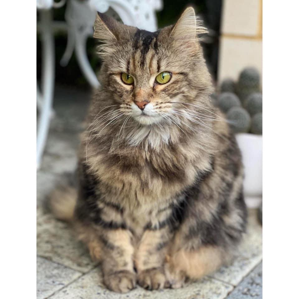 ️ ️ADOPTED ️ ️ ~*OWNER ASSISTED... - Perth Rescue Angels