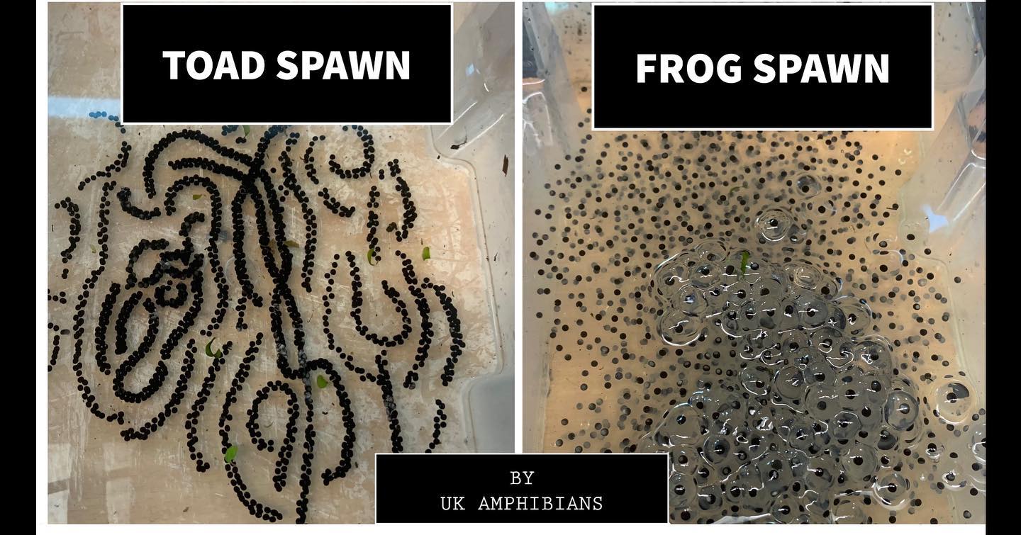 UK - 🐸💚🐸 It’s that time of the year again. Did you know which one is ...