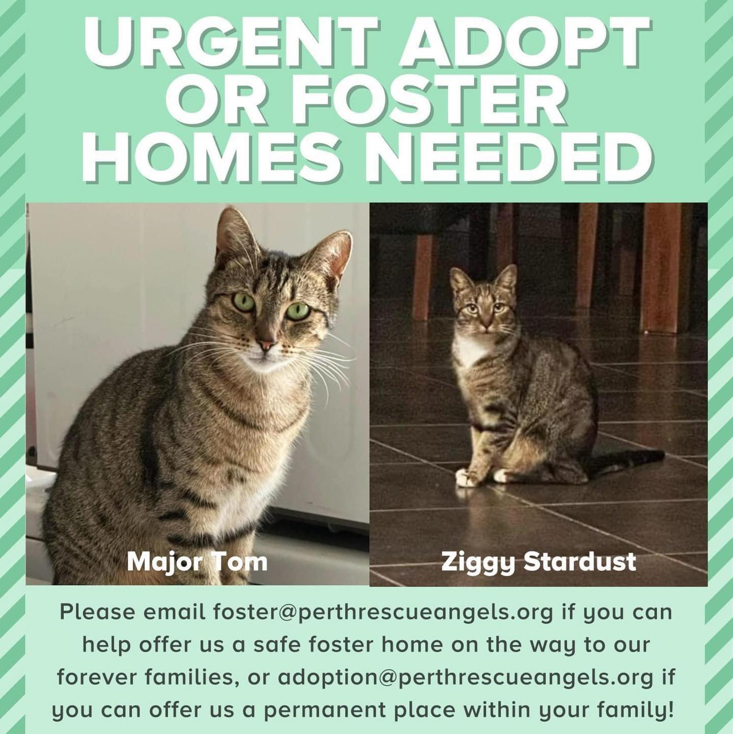 🚨‼️ FOSTER HOME/S NEEDED ‼️🚨 Major... - Perth Rescue Angels