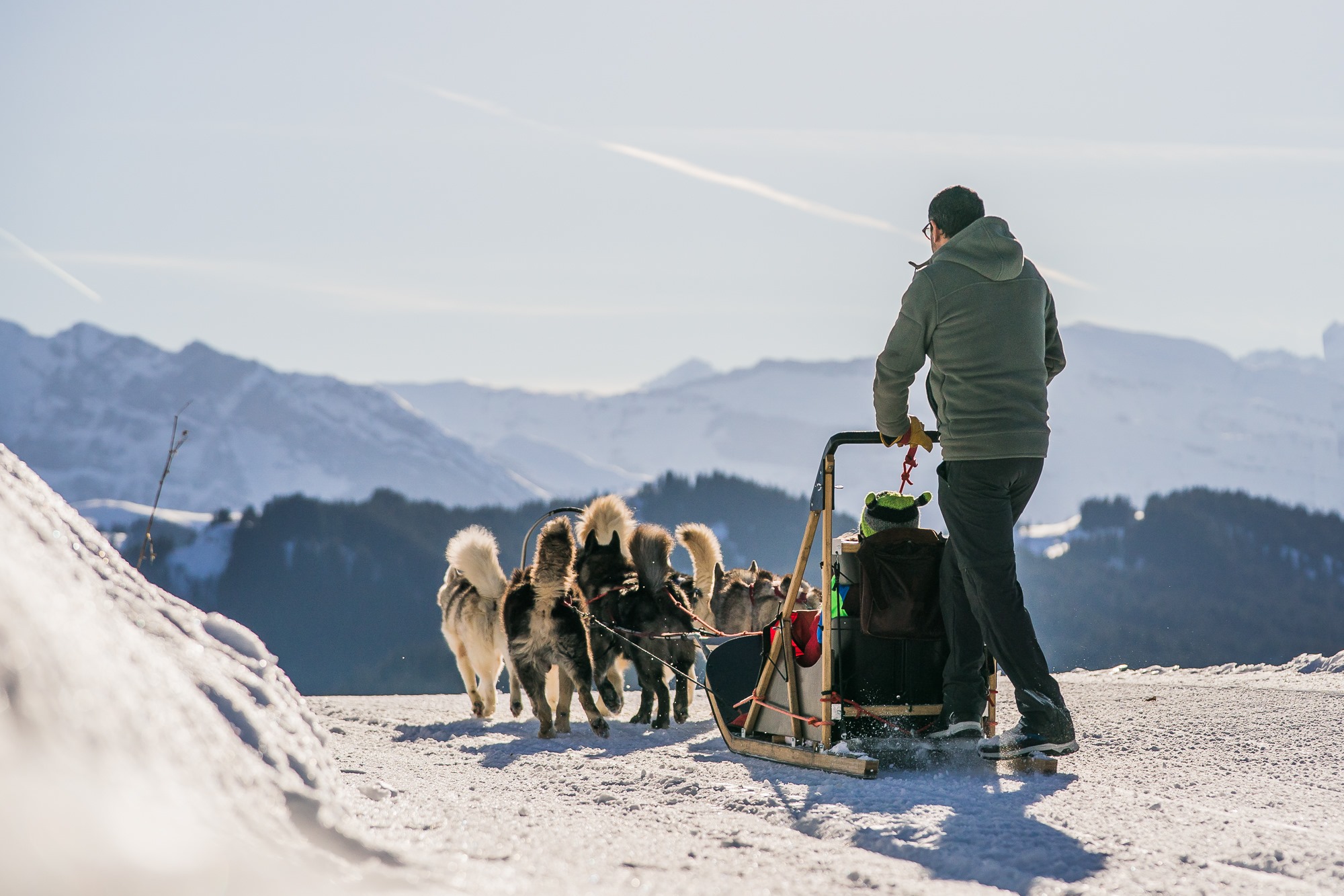 Nordic Sled Dog Chien De Traineau Les Gets