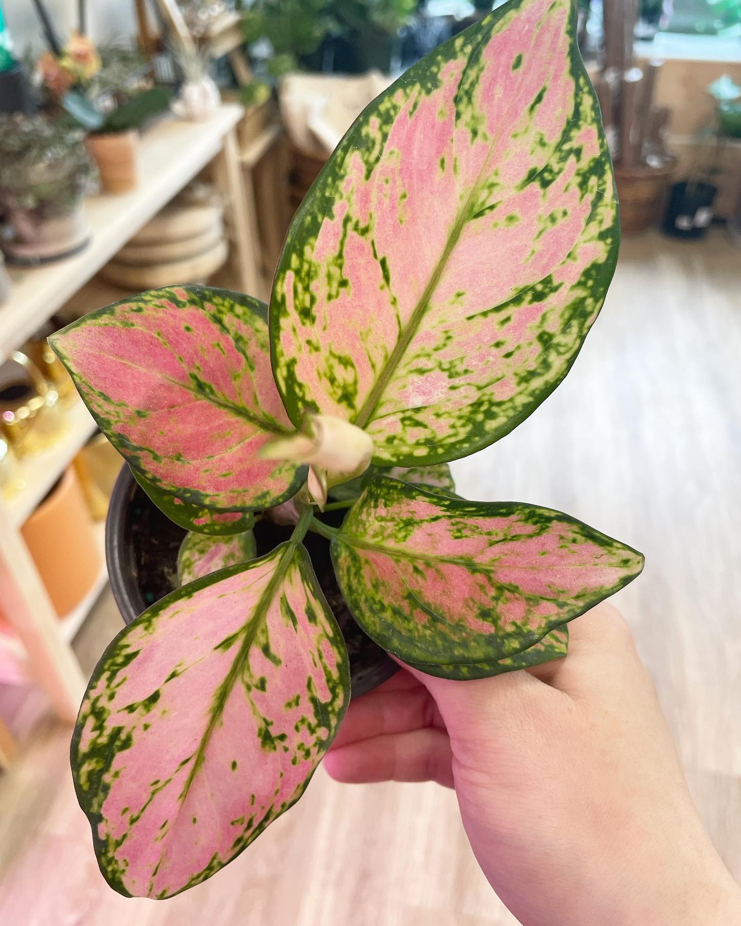 Aglaonema pink and banana office plants