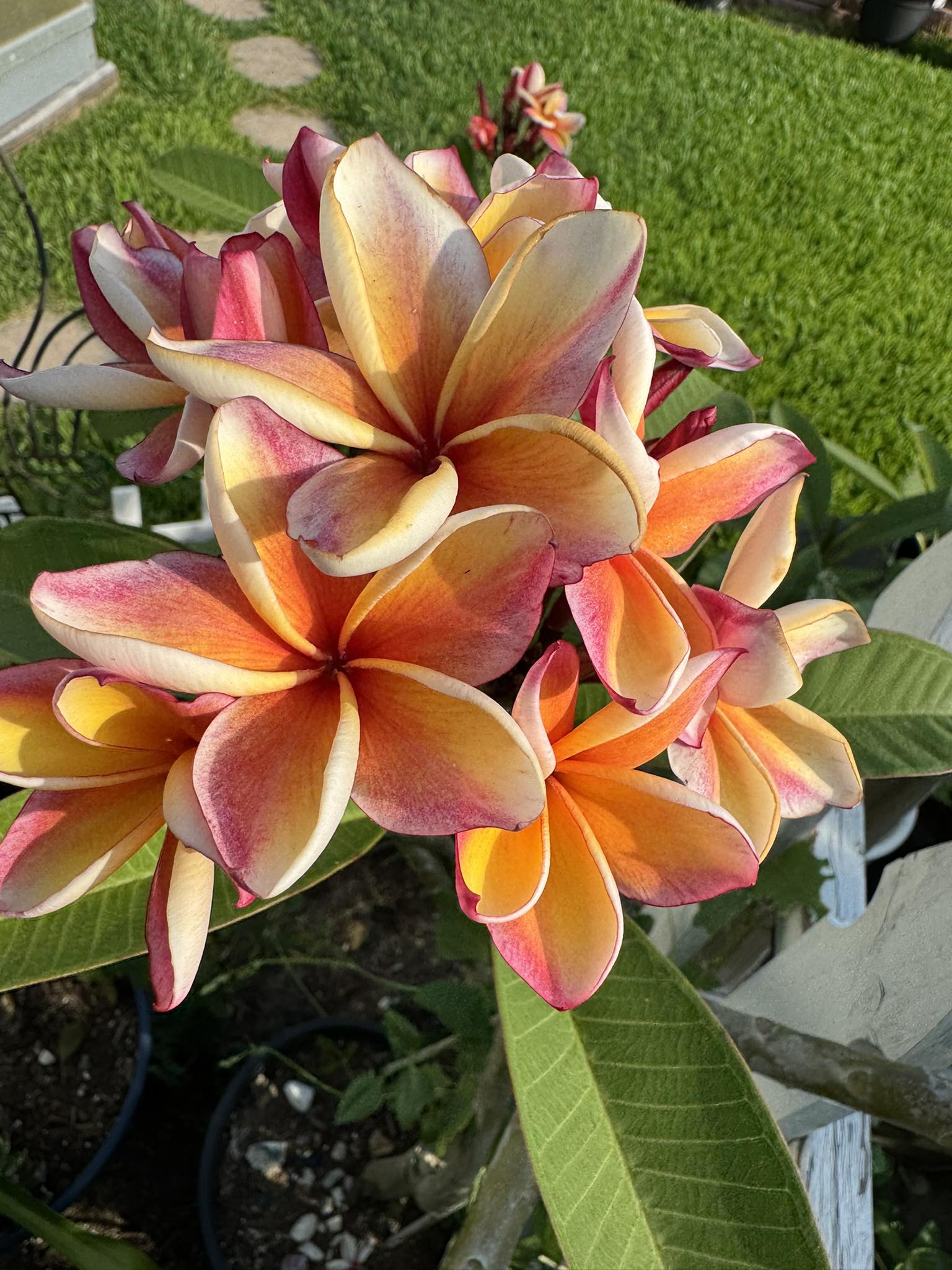 Penang Peach #plumeria #hawaii