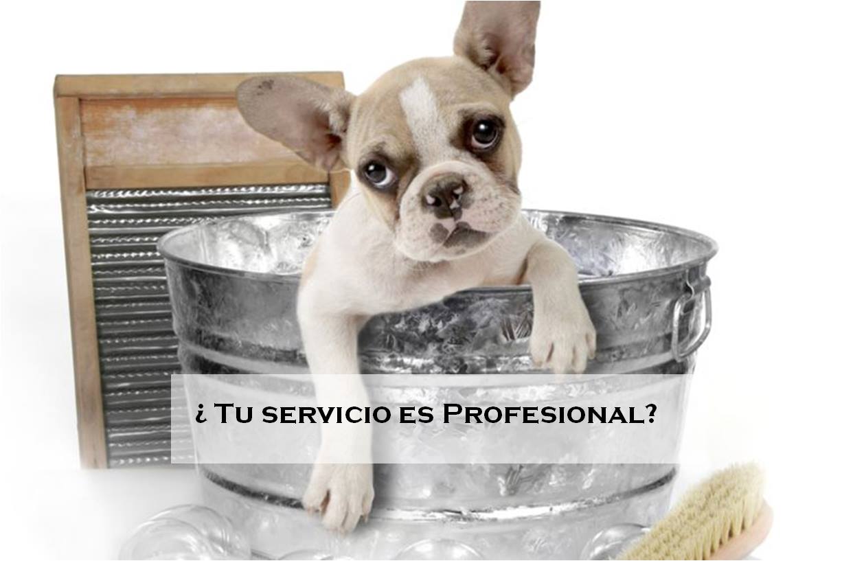 ¿Sabes cuáles son los... - Incaba Servicios Profesionales | Facebook