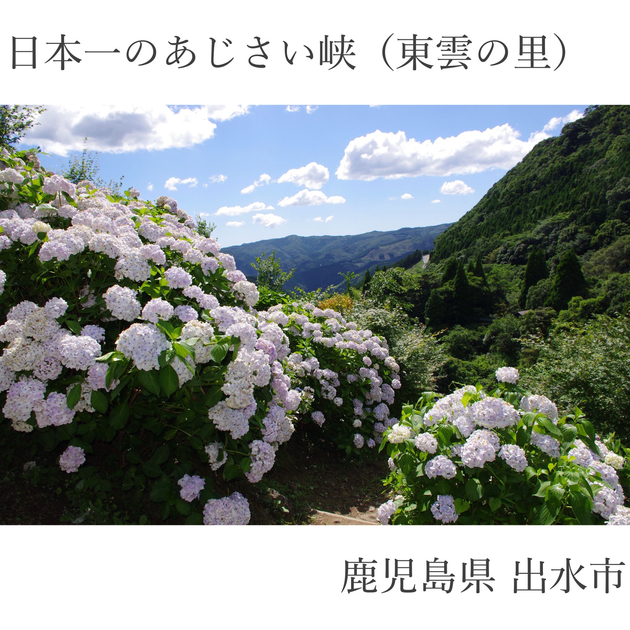 出水市観光情報 出水ナビ 日本一のあじさい峡 東雲の里 21年8月7日 土 に行われた Facebook