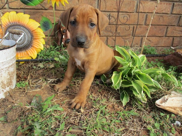 Esther's girls - River Run Rhodesian Ridgebacks