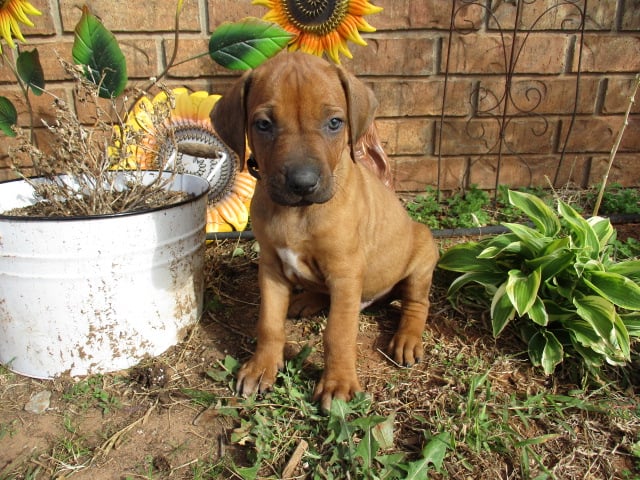 Esther's boys all are... - River Run Rhodesian Ridgebacks