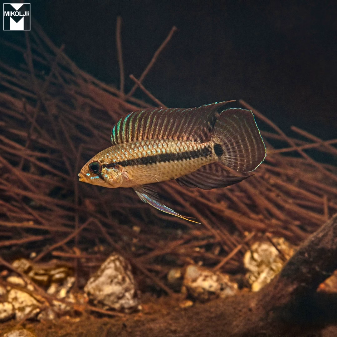 Practical Fishkeeping Magazine. - Apistogramma velifera, The Sail-Fin ...