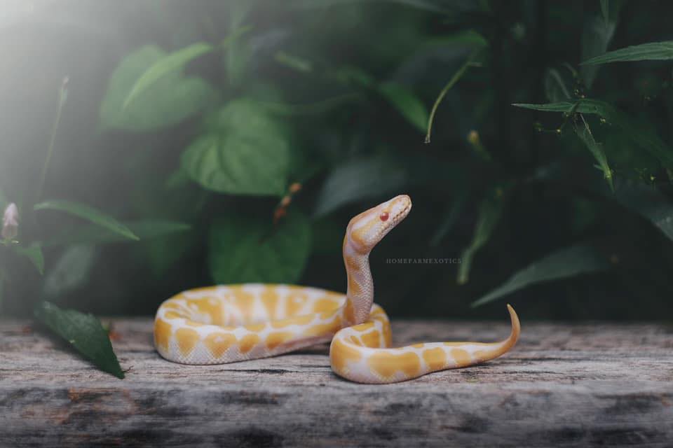 Đảo Trăn - Python’s Island
