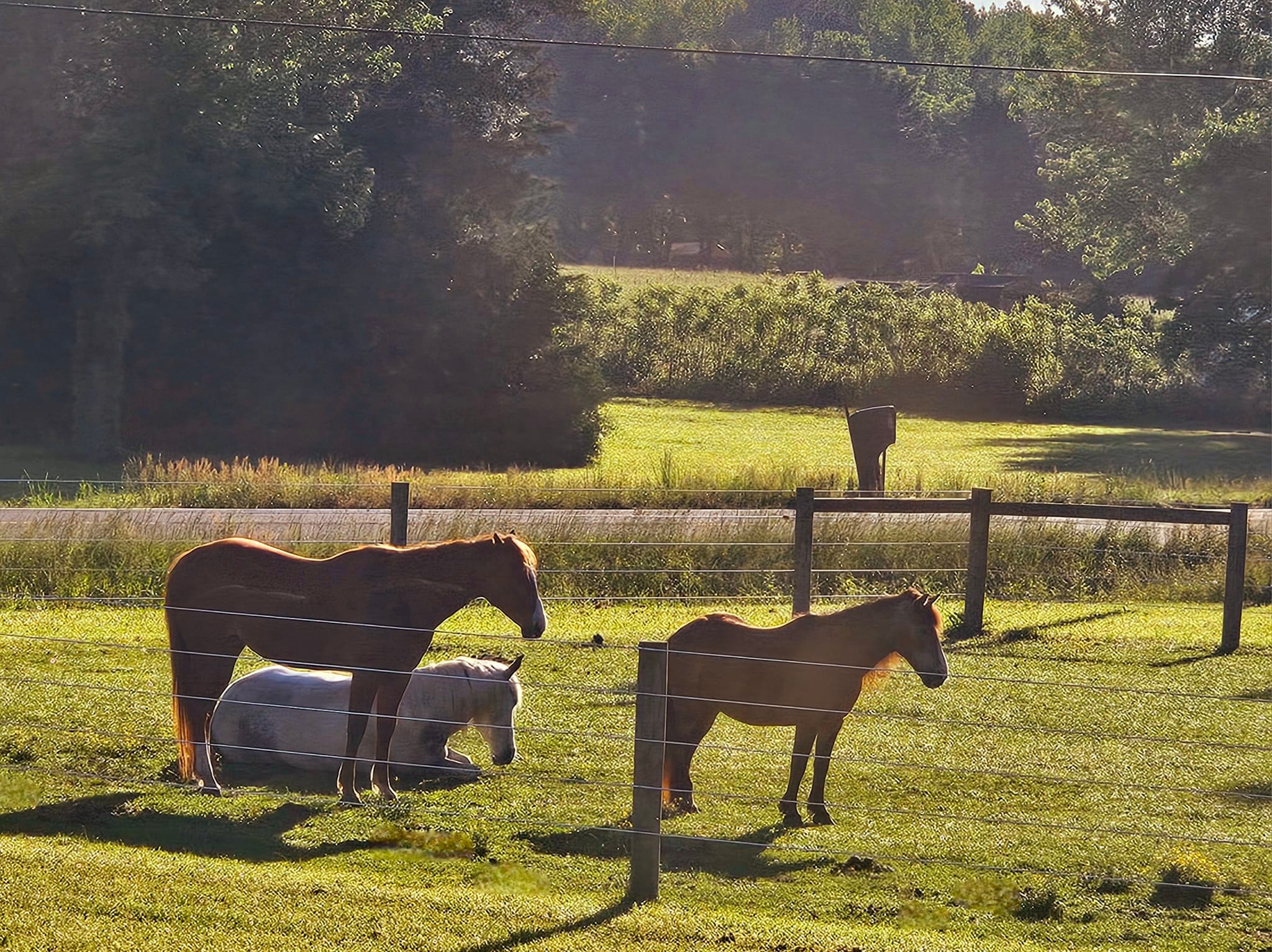 🌅 Good morning from 2CR 🌅 - Second Chance Ranch of Delaware | Facebook