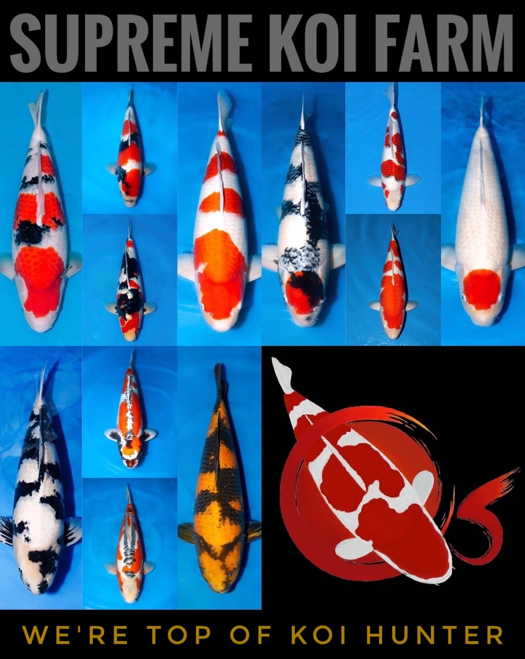 Supreme Koi Farm Photo Inspiration