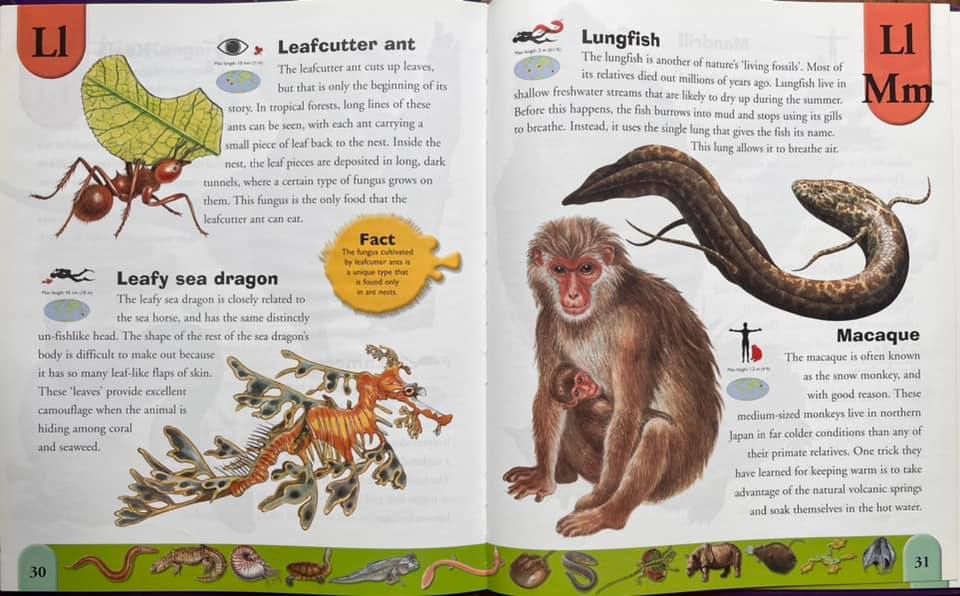 📚 ปกแข็ง เล่มใหญ่ สภาพดีมาก Weird Animals Dictionary : An A to Z of the ...