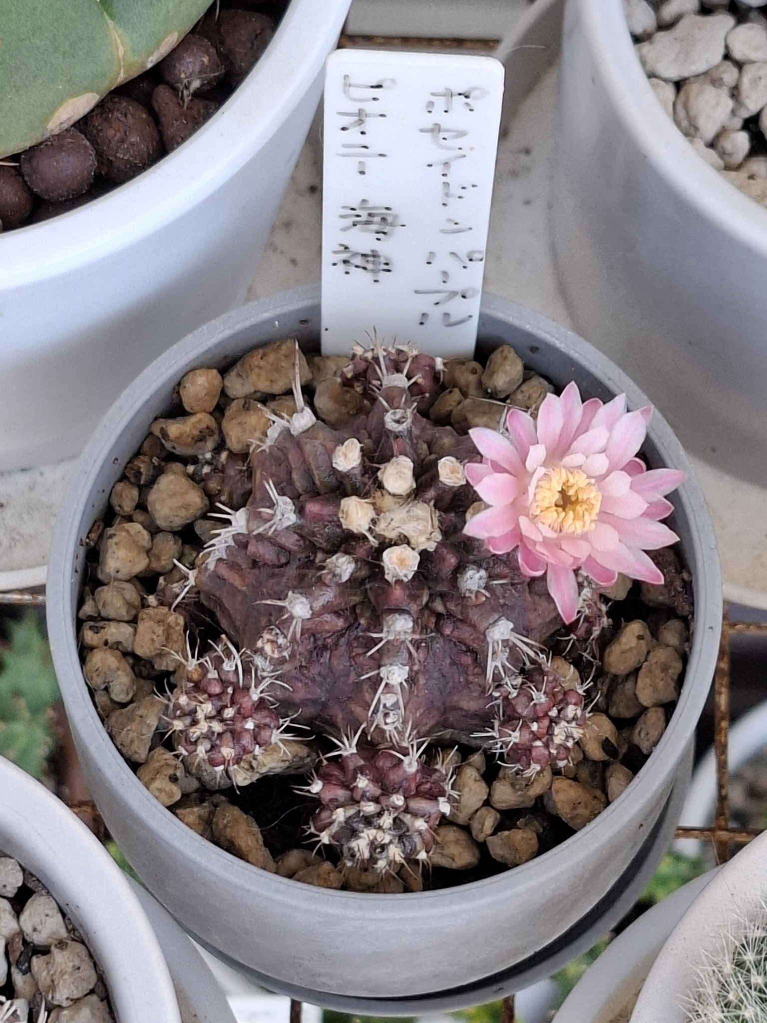 8月1日(土)☀ 今日の我が家は賑やかさん🌸 ✨ 暑いのにご苦労様です