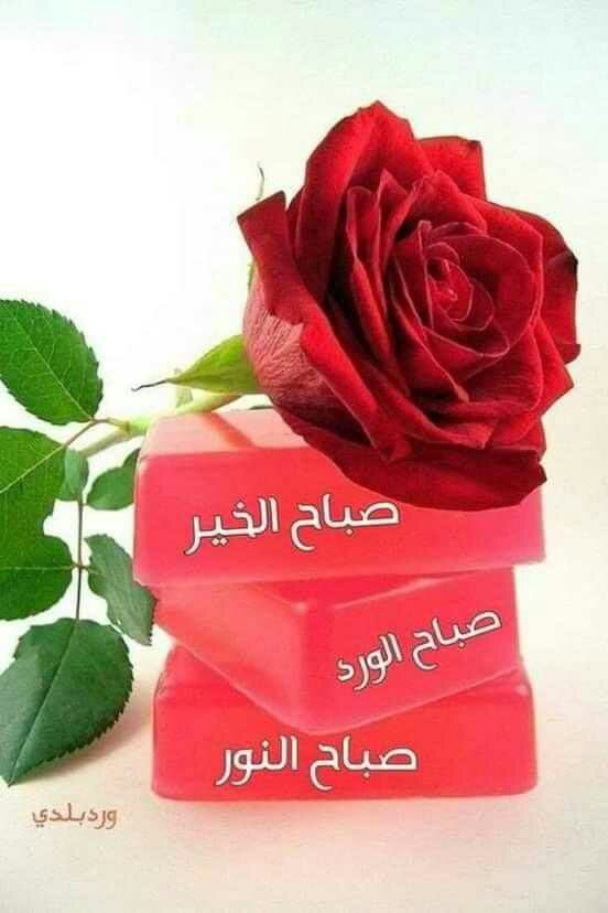 قلوب مطمئنة مع إشراقة الصباح أسأل الله أن يتوج صباحكم بقلوب مبتهجة وهموم منفرجة وسعادة غامرة وصحة عامرة وأعمال صالحة ودعوات متقبلة صباح الخير صباح الورد صباح الأمنيات الب يضاء ص باح الس عاد ة لق لوبن ا و ق لوب