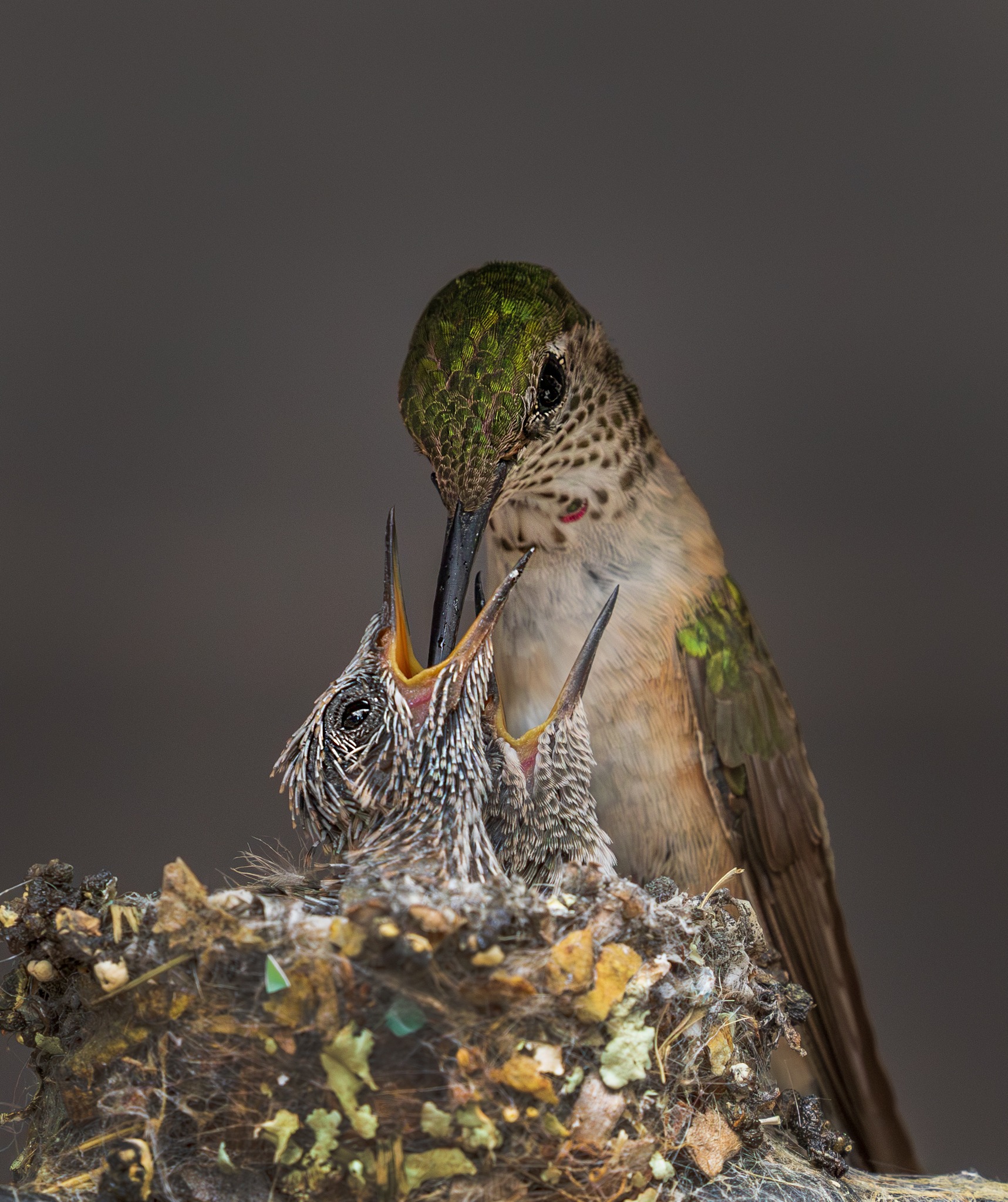 Broad-tailed hummingbird nesting and fledgling stages in Colorado