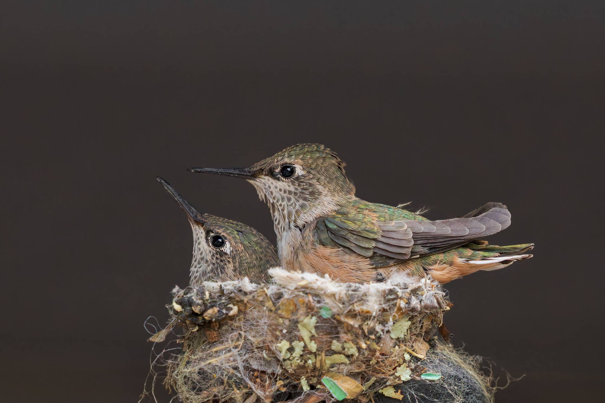 Broad-tailed hummingbird nesting and fledgling stages in Colorado