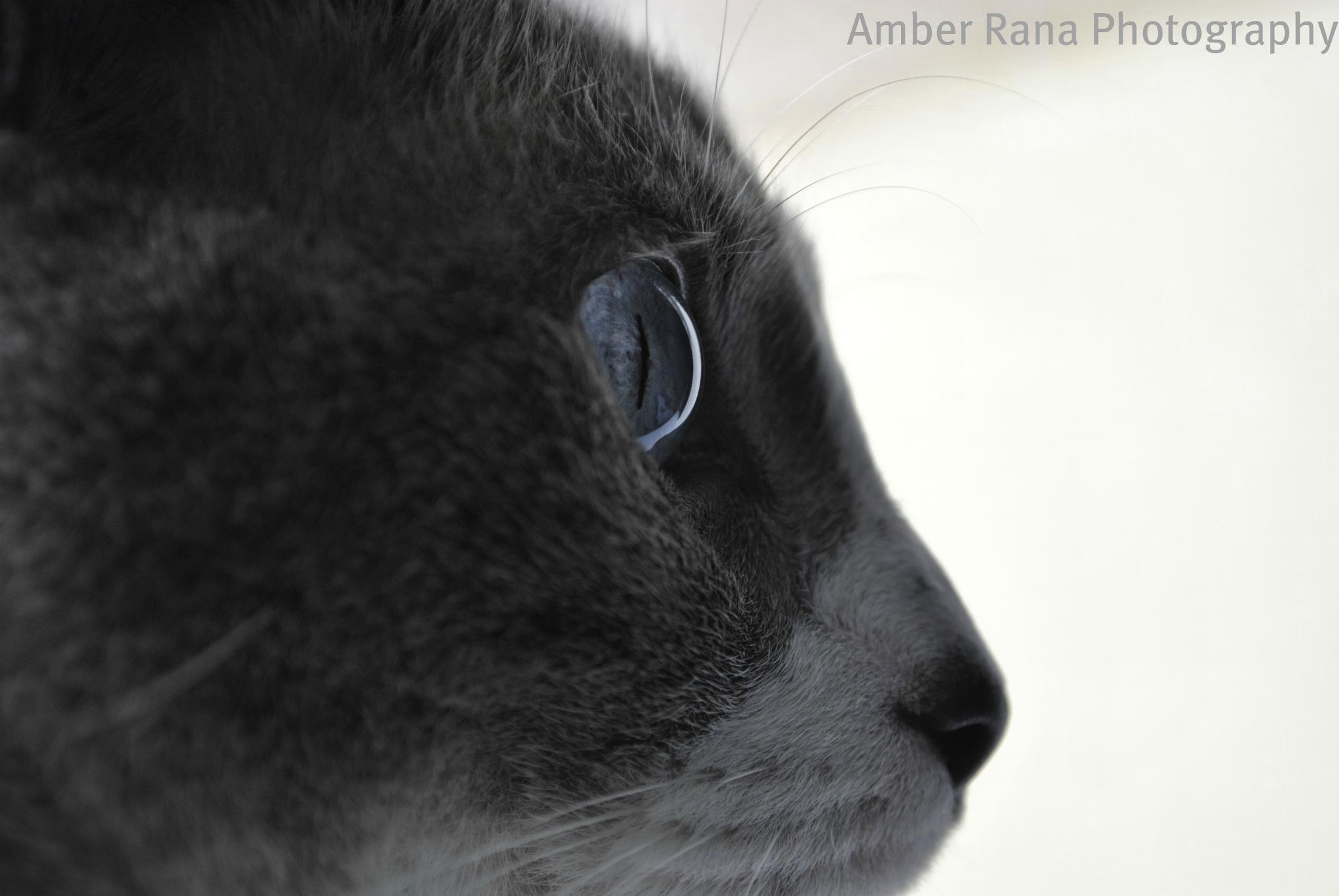 Amber Rana Photography