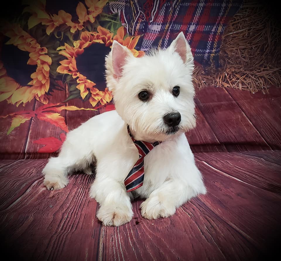 The Dapper Dog Pet... - The Dapper Dog Pet Parlor and Day Spa