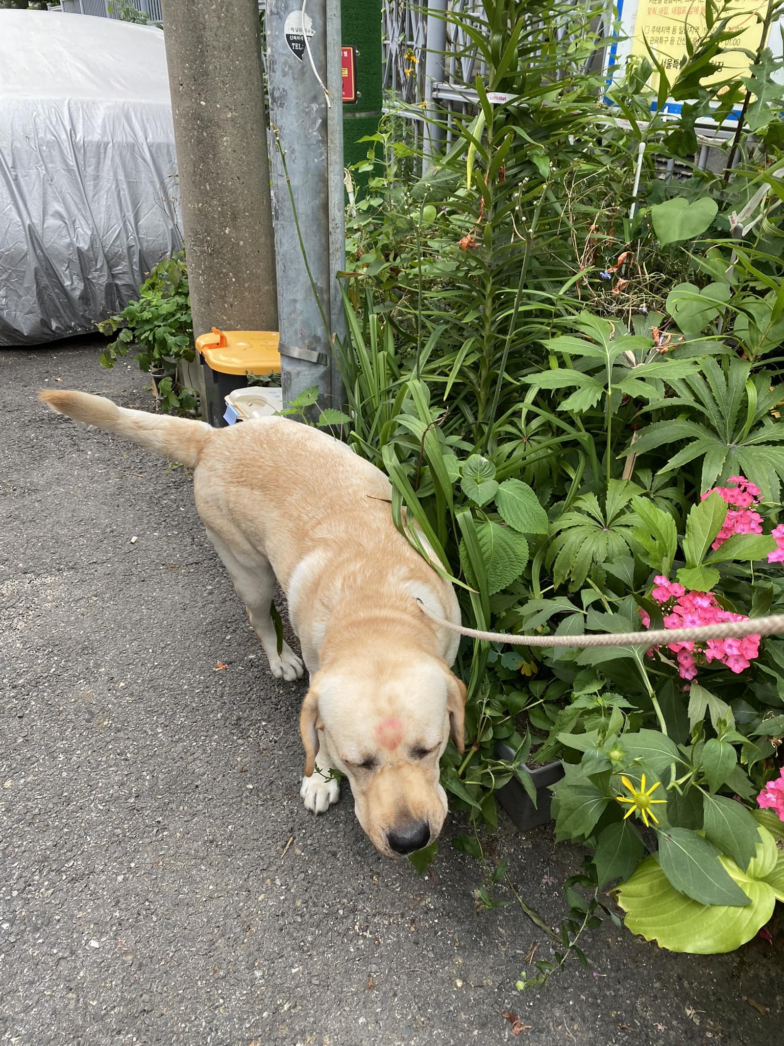 รดน้ำต้นไม้ทุกวัน - Dobby Bambii labrador