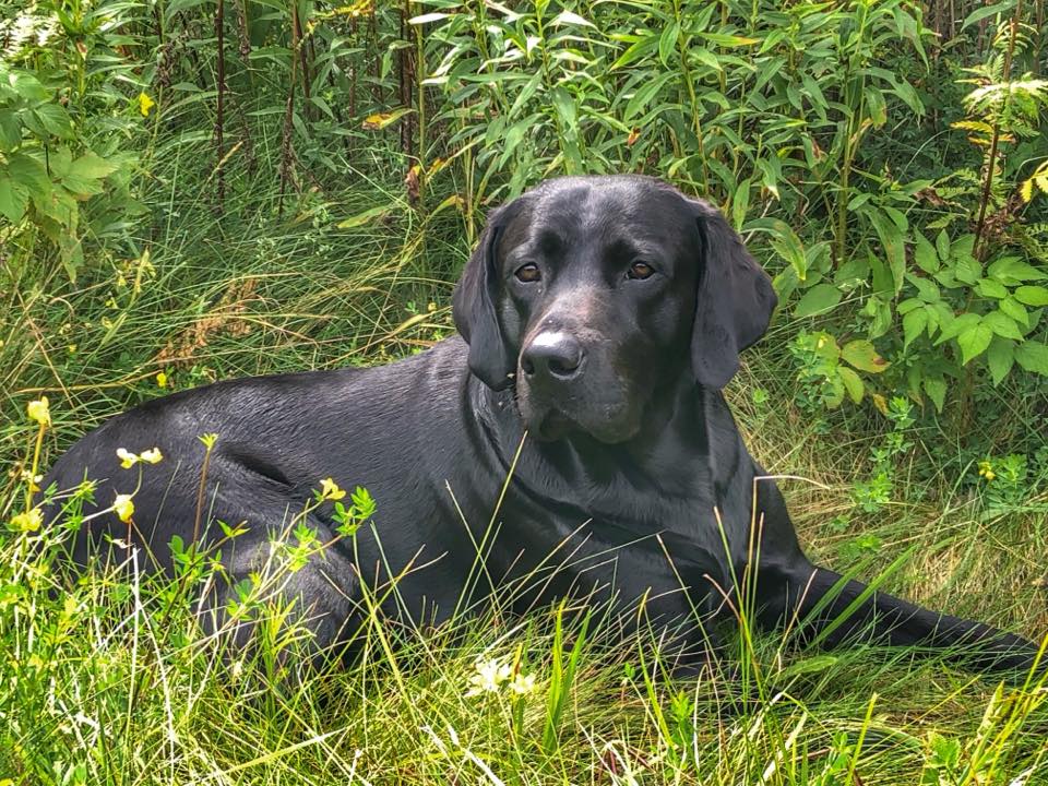 Sunshine Labradors | Iron River MI