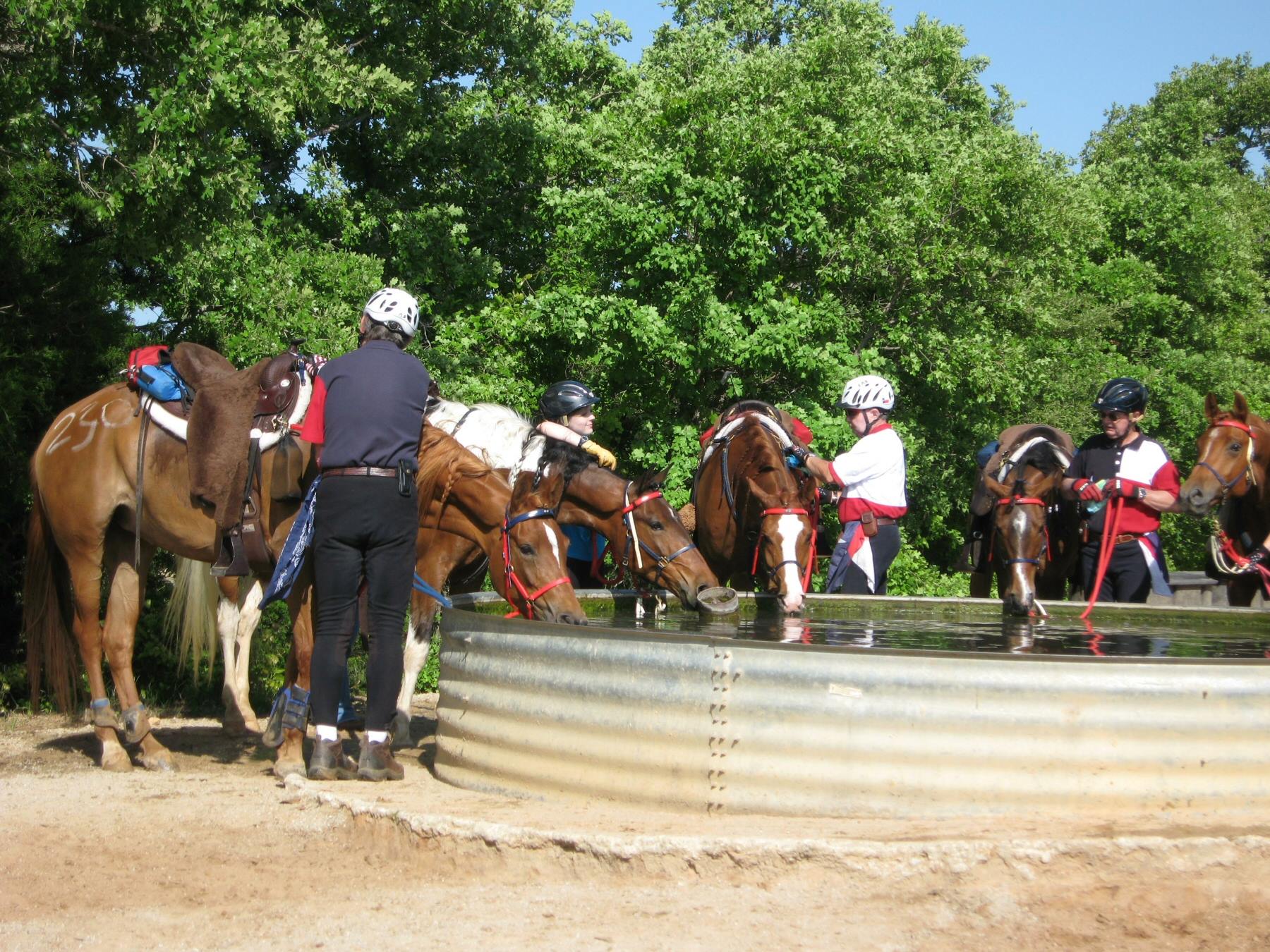 Spirit of Texas Arabians | Alvord TX