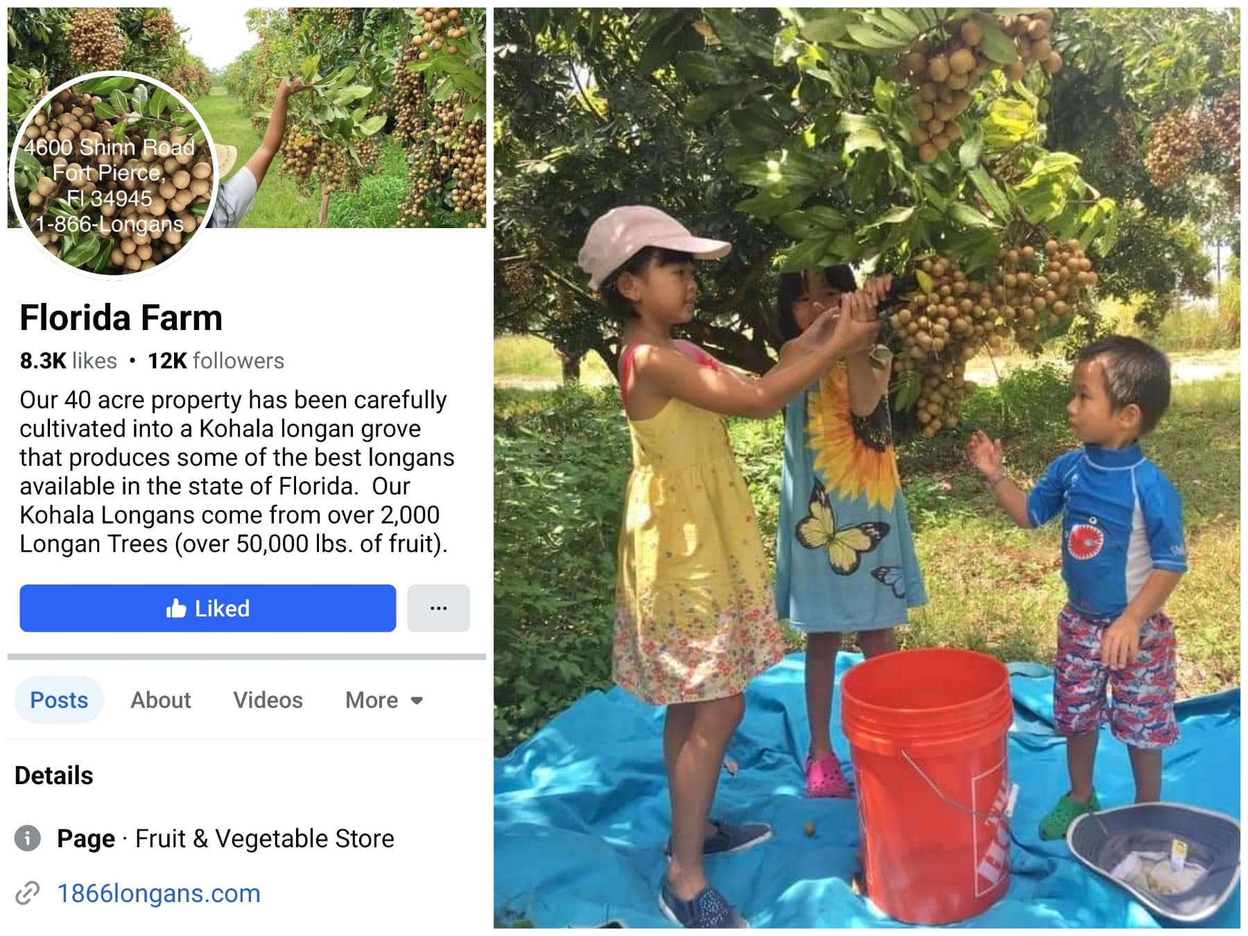 Visiting - Florida Farm (Kohala longan orchard) 4600 Shinn Rd Ft 